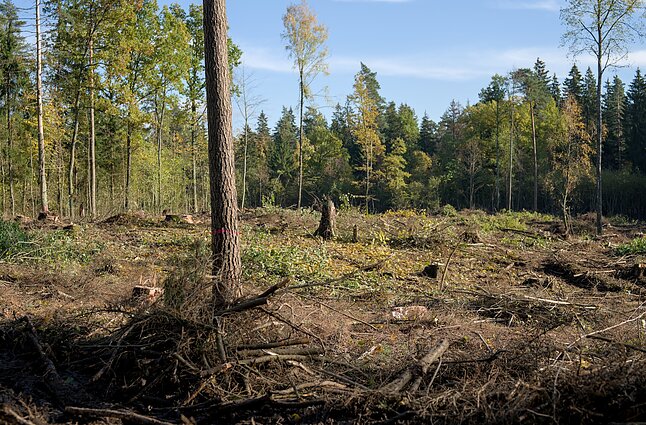 Verkių regioniniame parke iškirstas miškas Verkių regioniniame parke iškirstas miškas