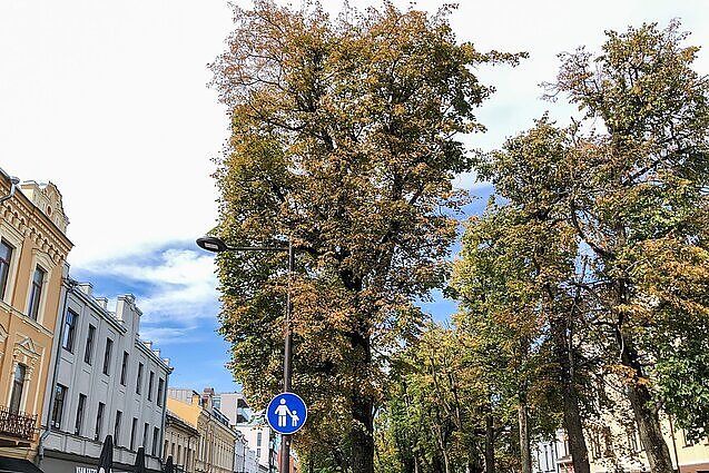 „Gal atsakomybė tenka nekompetentingiems žmonės“: dėl netinkamų sąlygų medžiai Kauno centre merdi