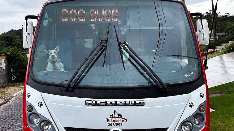 Autobusas, kuris įprastų keleivių neveža: Brazilijoje sukurtas transportas, skirtas be šeimininkų keliaujantiems šunims