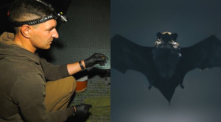 Pradėk nuo savęs. Paslaptingi nakties padarėliai: šikšnosparnių medžioklė ir žiedavimas Ventės rage