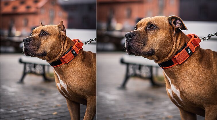 „Prisižiūrėjo filmų ir nori turėti „kietą“ šunį“: nelegalus šunų ausų karpymas Lietuvoje vis dar dažnas