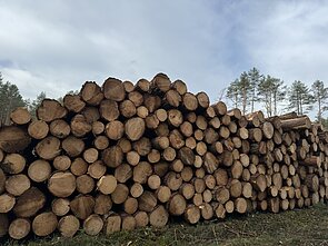 Kertamas miškas Sakiškių kaime