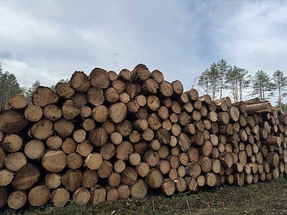 Kertamas miškas Sakiškių kaime