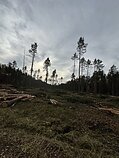 Kertamas miškas Sakiškių kaime