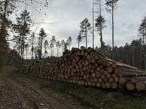 Kertamas miškas Sakiškių kaime