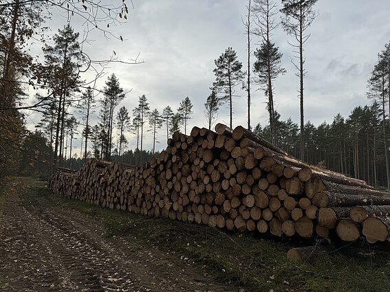 Kertamas miškas Sakiškių kaime