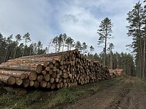 Kertamas miškas Sakiškių kaime