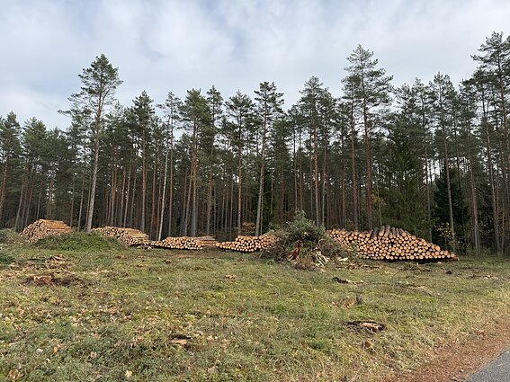Kertamas miškas Sakiškių kaime