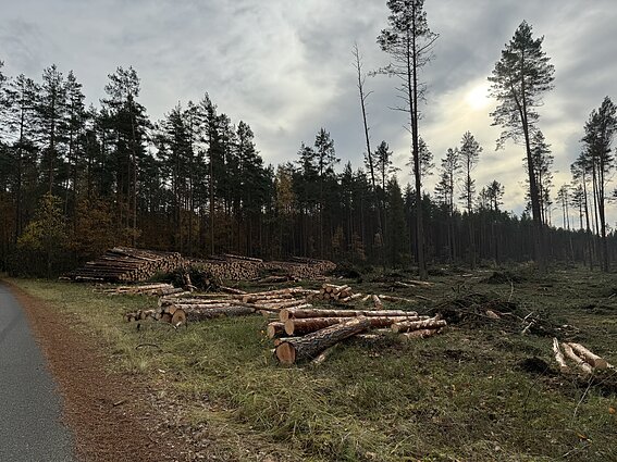 Kertamas miškas Sakiškių kaime