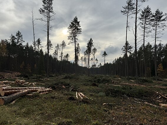 Kertamas miškas Sakiškių kaime