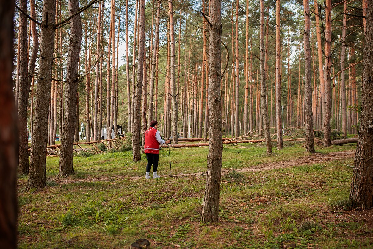 Visaginą supančiuose miškuose šimtamečių medžių beveik nėra – Pirmojo pasaulinio karo metais miškus apylinkėse iškirto vokiečių kariuomenė Visaginą supančiuose miškuose šimtamečių medžių beveik nėra – Pirmojo pasaulinio karo metais miškus apylinkėse iškirto vokiečių kariuomenė