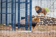 Lithuanian Zoo opens after renovation Lithuanian Zoo opens after renovation