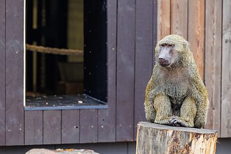 Lithuanian Zoo opens after renovation Lithuanian Zoo opens after renovation