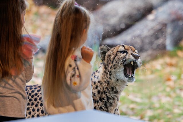 Lithuanian Zoo opens after renovation Lithuanian Zoo opens after renovation