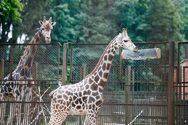 Baigta dvejus metus trukusi Lietuvos zoologijos sodo rekonstrukcija: lankytojai Kaune pamatys raganosius, skruzdėdas ir gepardus
