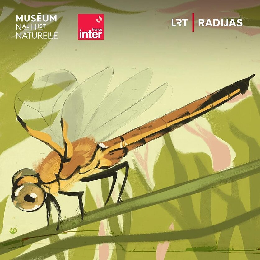 Padarėliai. Didysis žirgelis