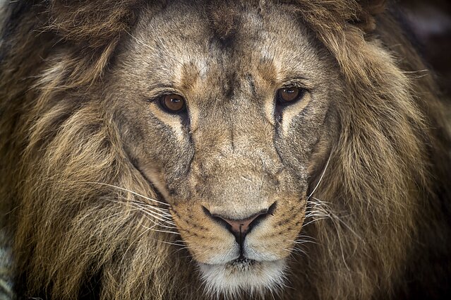 Liūtas / Asociatyvi