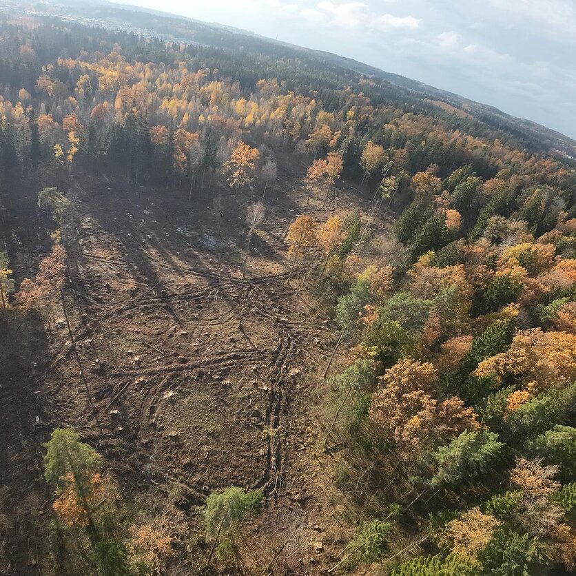 Girių spiečius, Sanitariniai kirtimai Verkių miške