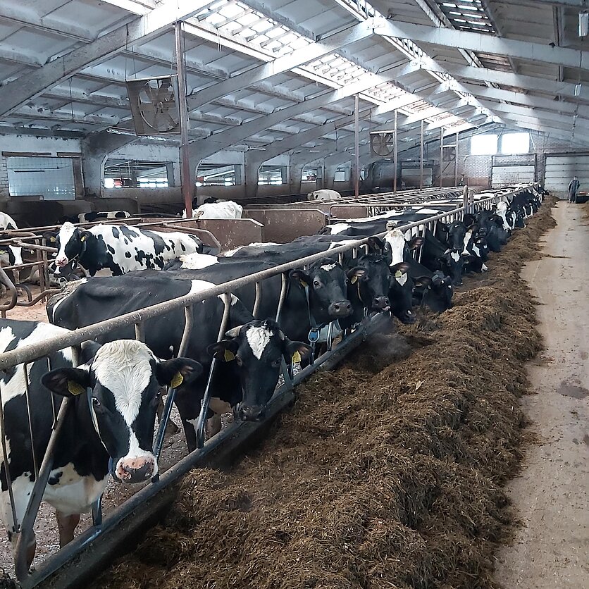 Regina Montvilienė, Karvės fermoje