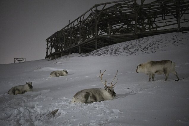 Vietoje šimtmetį veikusių anglių kasyklų – milžiniškas gamtos atkūrimo projektas: Svalbardo salynas žengia tvarumo link