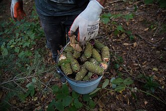 Filmo „Kalėdų eglutės gyvenimas ir mirtis“ stop kadras