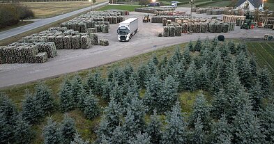 Filmo „Kalėdų eglutės gyvenimas ir mirtis“ stop kadras