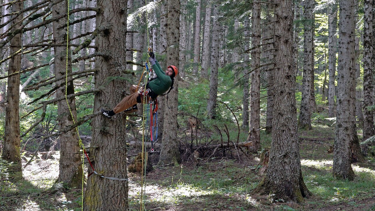 Filmo „Kalėdų eglutės gyvenimas ir mirtis“ stop kadras