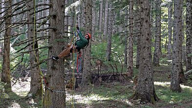Filmo „Kalėdų eglutės gyvenimas ir mirtis“ stop kadras