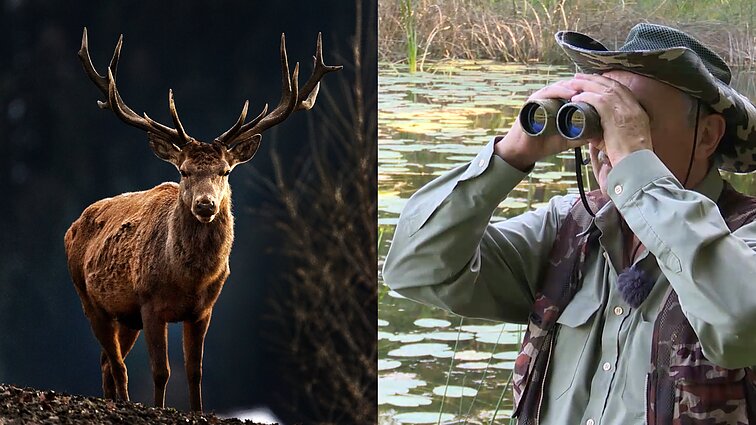 Pradėk nuo savęs. Rudenį aidintys karališkųjų žvėrių balsai: žvilgsnis į tauriuosius elnius su gamtos filmų kūrėju