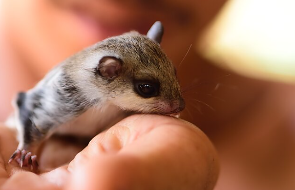 Gamtininkas apie šalyje išnykusias sunkiai pastebimas voveres skraiduoles: yra mažytė viltis, kad jų Lietuvoje tebėra