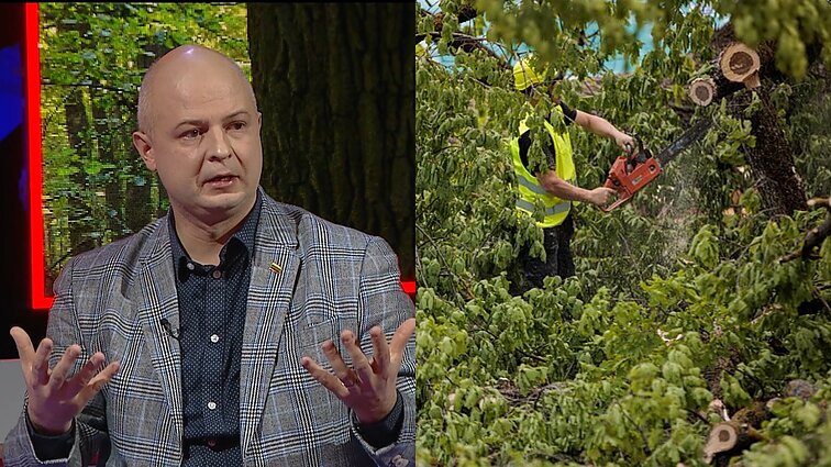 Lietuva kalba. Gentvilas apie miškų kirtimus: sakymas „neikit ir nekirskit“ gresia Kuršių nerijos išnykimu