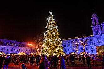 Kauno Kalėdų eglė Kauno Kalėdų eglė