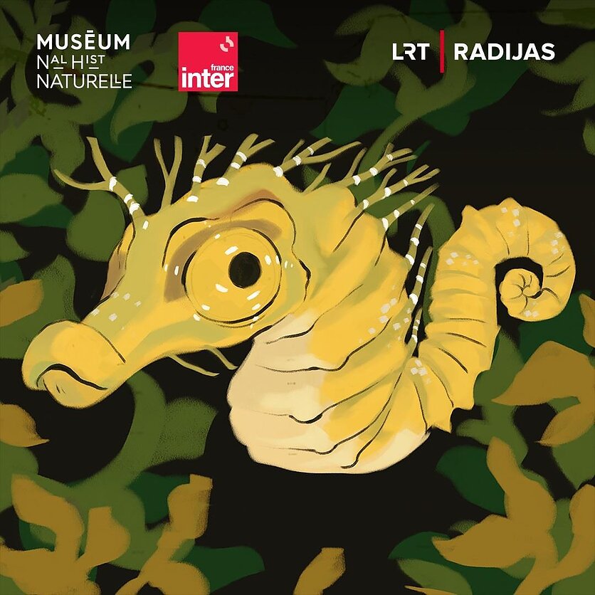 Padarėliai. Jūrų arkliukas, norėjęs tapti tėčiu