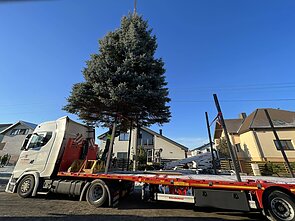 Christmas tree donated to Klaipėda Christmas tree donated to Klaipėda