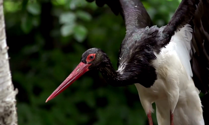 Pradėk nuo savęs. Paslaptingieji juodieji gandrai: jauniklių žiedavimas – vienintelė priemonė sužinoti, kaip sekasi šiems slapukams