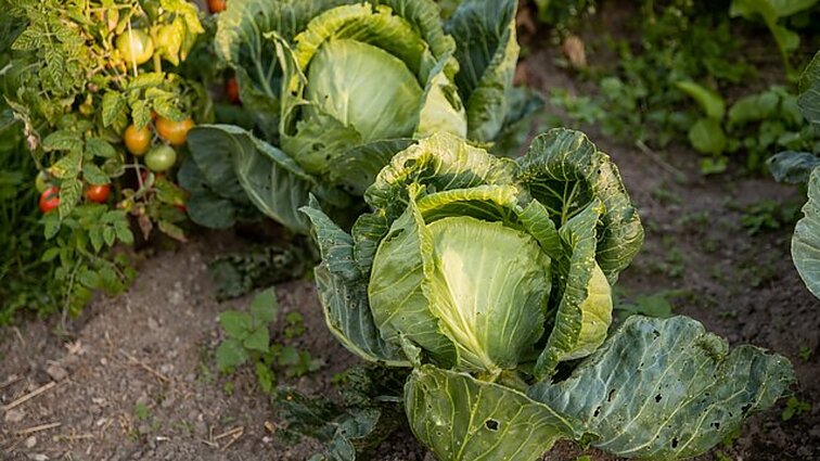 Išsiilgę kaimiškos produkcijos pas ūkininkę Rūtą atkeliauja būriais: buvo ir užpavydėjusių