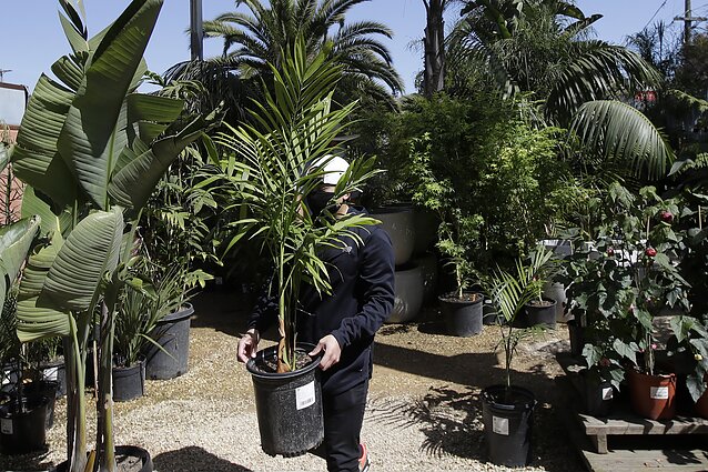 Gamtininkas apie tai, ar Lietuvoje gali augti palmės: reikia įvertinti, kiek laiko galėsime skirti jos priežiūrai