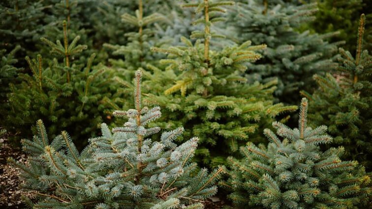 Specialistas apie nelegalų eglučių kirtimą miškuose prieš Kalėdas: gyventojai sąmoningėja