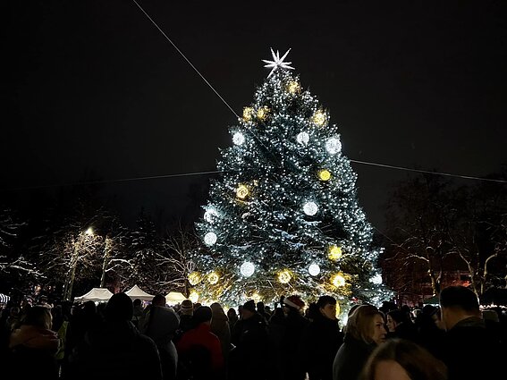 Christmas tree in Zarasai