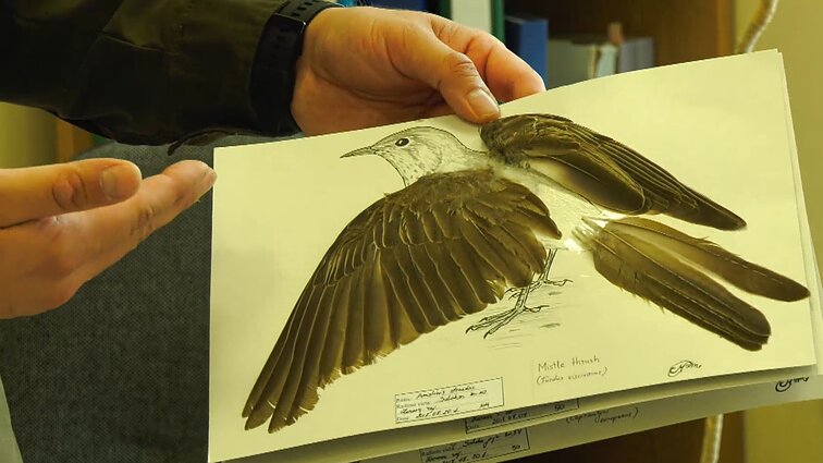 Pradėk nuo savęs. Ne monetos ar pašto ženklai, o paukščių plunksnos: miškininkas Mindaugas pasidalino didžiausia Lietuvoje kolekcija