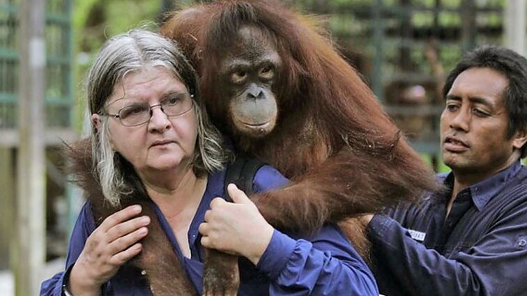 Gyvenimą orangutanų tyrinėjimams pašventusi Galdikas: vyksta šios rūšies išnykimo preliudija