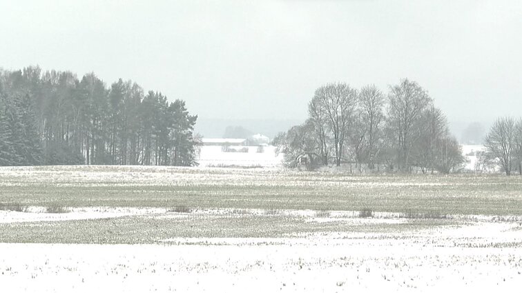 Dalis ūkininkų sako daugiamečių pievų atkurti neketinantys: verčiau atsisakys ūkininkavimo