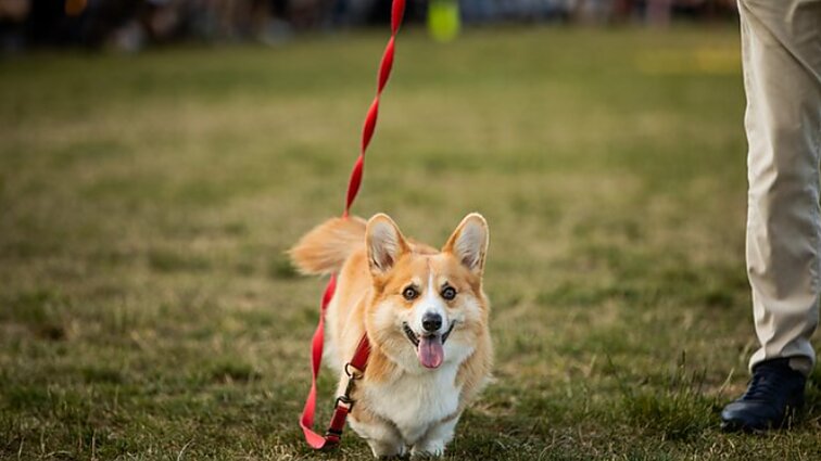 Trenerė apie šokių su šunimis varžybas: nebūtina mokėti tango – svarbiausia neužgožti šuns