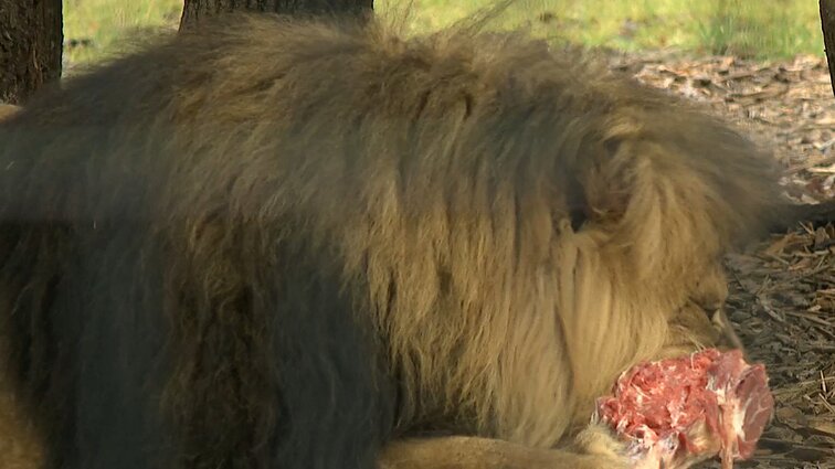 Zoologijos sodo gyventojams – šventinės dovanos: supakuotos taip, kad gyvūnai pasitelktų ir medžiojimo instinktus