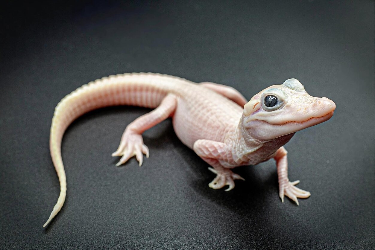 Leukistinis aligatorius