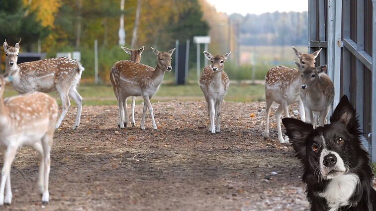 Mano geriausias draugas. Dainininkės Gabijos Aleknavičiūtės šuo Lulu, Perlinių danielių parkas ir augintiniai – sraigės