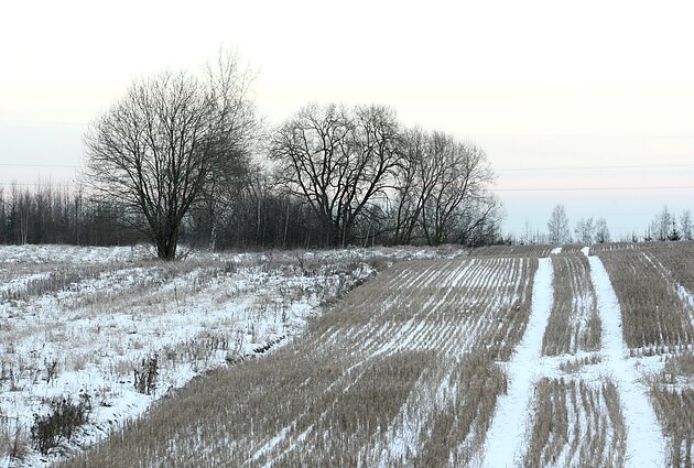 Laukai žiemą