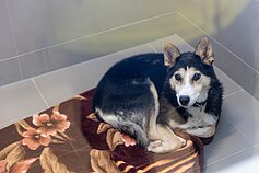 Vilniuje atidaryta atnaujinta gyvūnų globos prieglauda