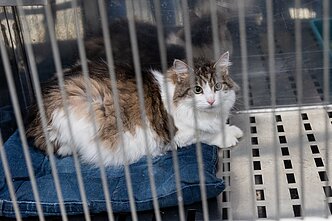 Gyvūnų prieglauda, asociatyvi nuotr.