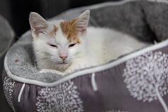 Vilniuje atidaryta atnaujinta gyvūnų globos prieglauda